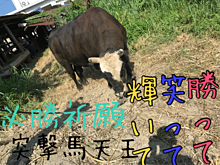 沖縄闘牛  突撃馬天王の画像(闘牛に関連した画像)