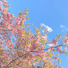 桜。の画像(加工再配布に関連した画像)