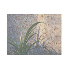 壁紙 植物 おしゃれの画像24点 完全無料画像検索のプリ画像 Bygmo