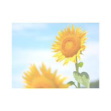おしゃれ ひまわり 素材 花の画像53点 完全無料画像検索のプリ画像 Bygmo