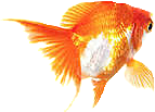 素材 金魚の画像2点 完全無料画像検索のプリ画像 Bygmo