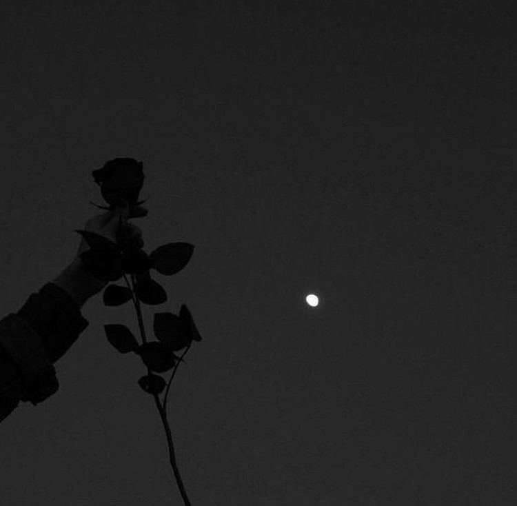夜 バラ 薔薇 月 病みかわ 暗い 闇 夜空 完全無料画像検索のプリ画像 Bygmo