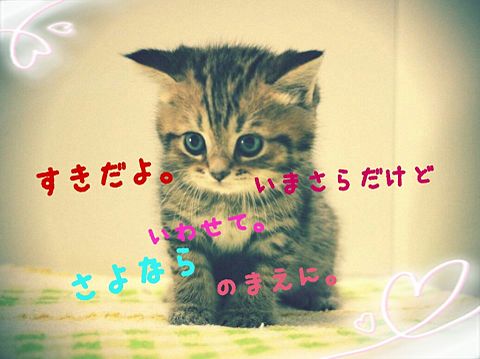AAA 恋愛 猫の画像(プリ画像)