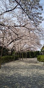  常石神社  桜の画像(LOVEに関連した画像)