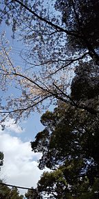  常石神社  桜の画像(loveに関連した画像)