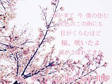 桜、咲いたよ プリ画像