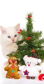 クリスマス 猫 高画質の画像8点 完全無料画像検索のプリ画像 Bygmo