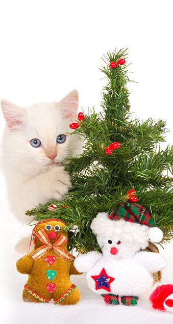 クリスマス 壁紙 猫 高画質の画像7点 完全無料画像検索のプリ画像 Bygmo