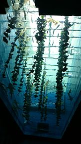 うみの杜水族館 思い出 綺麗な魚達の画像(綺麗なに関連した画像)
