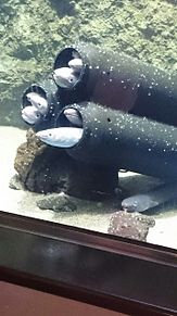 うみの杜水族館 思い出 綺麗な魚達の画像(綺麗なに関連した画像)