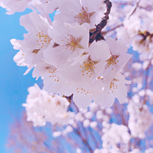 桜 かわいい 風景の画像173点 完全無料画像検索のプリ画像 Bygmo