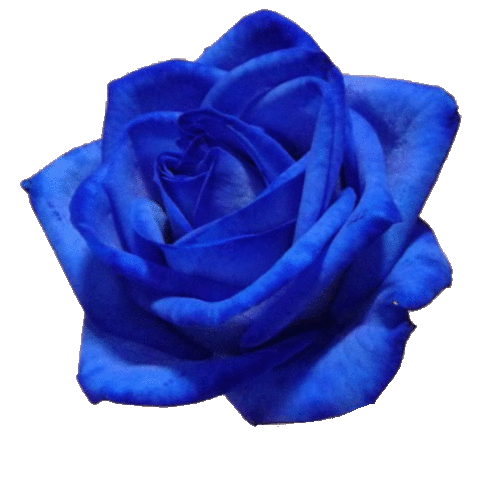 青色のバラの画像 プリ画像