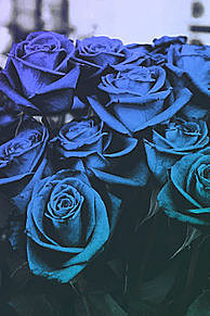 青いバラ キレイ 神秘 幻想的の画像(青いバラに関連した画像)
