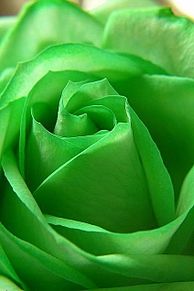 緑色のバラ 神秘的 幻想的 バラの画像(待ち受けに関連した画像)