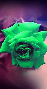 緑色のバラ 神秘的 幻想的 バラの画像(幻想的 神秘的に関連した画像)
