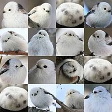 おもしろ 鳥の画像274点 完全無料画像検索のプリ画像 Bygmo
