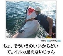 サメ おもしろの人気画像50点 2ページ目 完全無料画像検索のプリ画像 Bygmo
