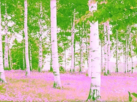 森の画像(プリ画像)