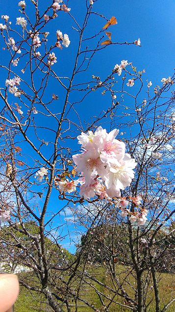 空と桜の画像(プリ画像)