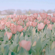 ゆめかわいい お花の画像431点 完全無料画像検索のプリ画像 Bygmo