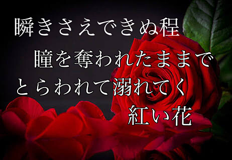 NEWS/紅い花の画像 プリ画像