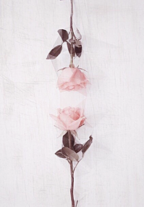 ピンク ホーム画 薔薇の画像165点 2ページ目 完全無料画像検索のプリ画像 Bygmo