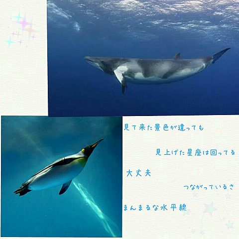 クジラとペンギン/関ジャニ∞の画像(プリ画像)