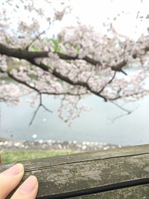 桜 プリ画像