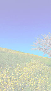 桜 菜の花の画像46点 完全無料画像検索のプリ画像 Bygmo