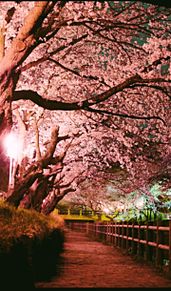 桜の画像(夜景 さくらに関連した画像)