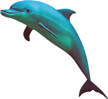 イルカの画像1465点 ページ目 完全無料画像検索のプリ画像 Bygmo