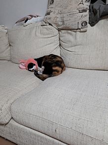 うちのソファーにうさぎが寝てるんだけどwの画像(ソファに関連した画像)