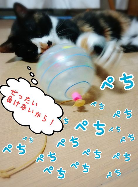 水風船VS猫の画像(プリ画像)
