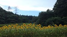 ひまわり畑の画像(夏の思い出2015に関連した画像)