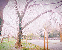 桜の画像(春 桜に関連した画像)