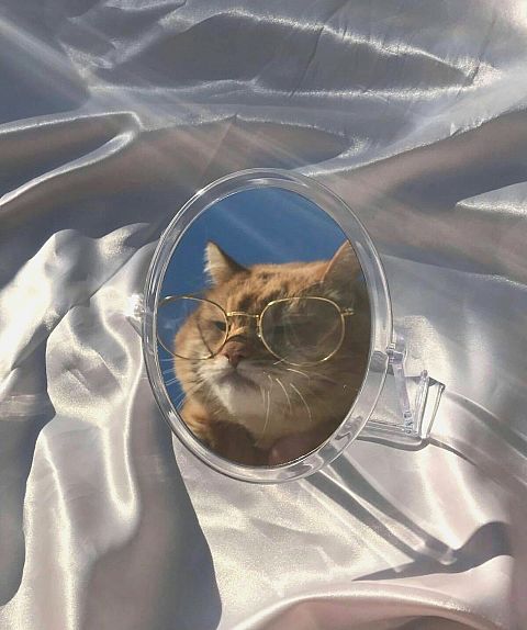 おしゃれ サングラス 猫の画像5点 完全無料画像検索のプリ画像 Bygmo