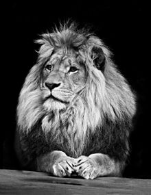 ライオンの画像(ライオン おしゃれに関連した画像)