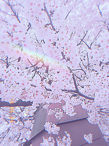 かわいい さくら ピンク 春の画像93点 完全無料画像検索のプリ画像 Bygmo