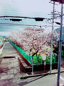 桜咲く プリ画像