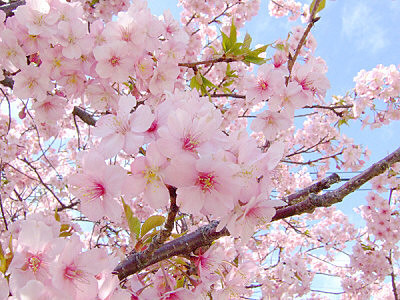 桜おしゃれな画像 完全無料画像検索のプリ画像 Bygmo