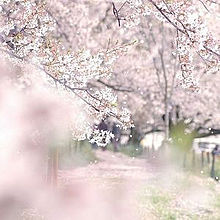 桜おしゃの画像12点 完全無料画像検索のプリ画像 Bygmo