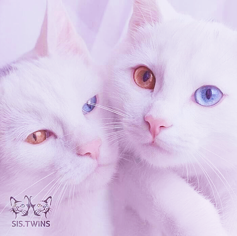 2匹の猫のオッドアイ💓の画像 プリ画像