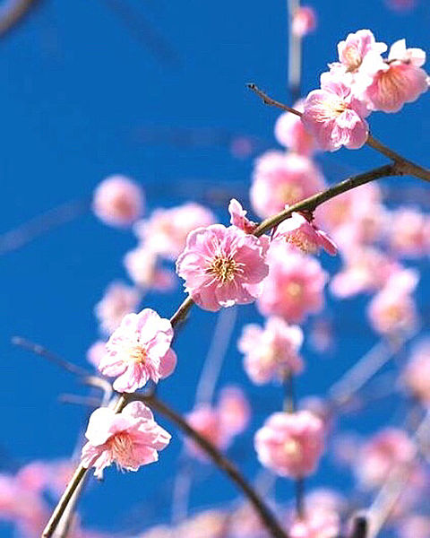 梅の花 きれい 完全無料画像検索のプリ画像 Bygmo