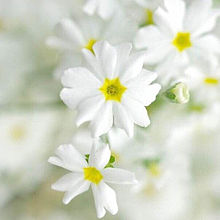おしゃれ 白い花の画像7点 完全無料画像検索のプリ画像 Bygmo