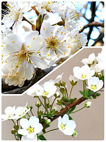 さくらんぼの桜とユキヤナギ 花の画像(さくらんぼに関連した画像)