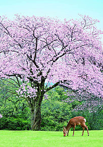 奈良の桜と鹿 おしゃれの画像(奈良 桜に関連した画像)