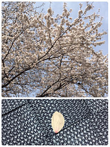 満開の桜と花びら おしゃれの画像(桜 花びらに関連した画像)