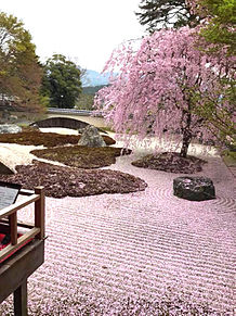 枝垂れ桜と花びらの絨毯 おしゃれの画像(絨毯 おしゃれに関連した画像)