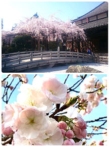 埼玉県浦和 玉蔵院の桜 おしゃれの画像(埼玉県に関連した画像)