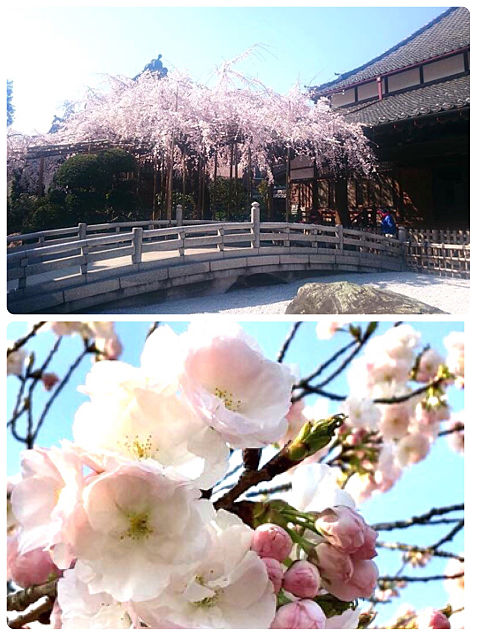 埼玉県浦和 玉蔵院の桜 おしゃれの画像 プリ画像
